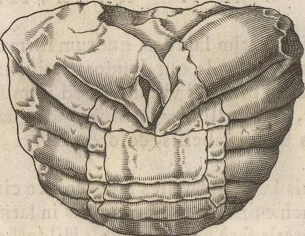An illustration from Michaelis Mercati Samminiatensis Metallotheca: Opus Posthumum, Auctoritate, & Munificentiâ Clementis Undecimi Pontificis Maximi E' tenebris in lucem eductum; Opera autem, & studio Joannis Mariae Lancisii Archiatri Pontificii Illustratum. Cui Accessit Appendix Cum XIX. Recens Inventis Iconibus, 1719, leaf 384