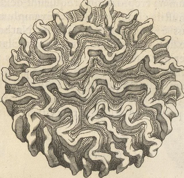 An illustration from Michaelis Mercati Samminiatensis Metallotheca: Opus Posthumum, Auctoritate, & Munificentiâ Clementis Undecimi Pontificis Maximi E' tenebris in lucem eductum; Opera autem, & studio Joannis Mariae Lancisii Archiatri Pontificii Illustratum. Cui Accessit Appendix Cum XIX. Recens Inventis Iconibus, 1719, leaf 392
