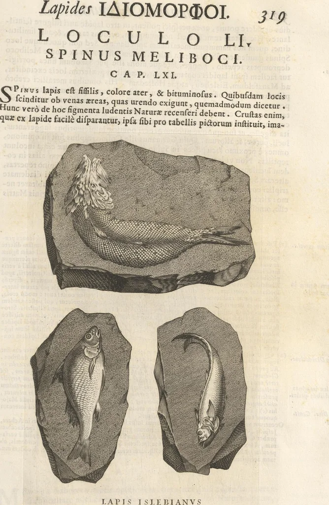 An illustration from Michaelis Mercati Samminiatensis Metallotheca: Opus Posthumum, Auctoritate, & Munificentiâ Clementis Undecimi Pontificis Maximi E' tenebris in lucem eductum; Opera autem, & studio Joannis Mariae Lancisii Archiatri Pontificii Illustratum. Cui Accessit Appendix Cum XIX. Recens Inventis Iconibus, 1719, leaf 397