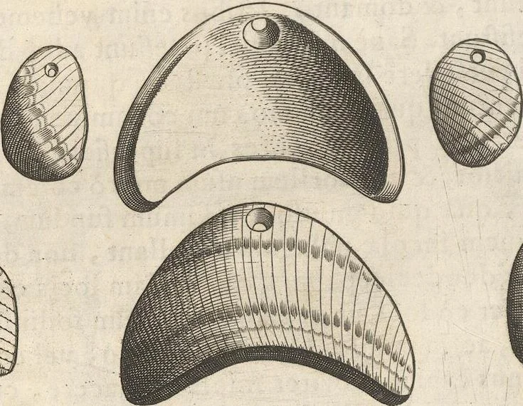 An illustration from Michaelis Mercati Samminiatensis Metallotheca: Opus Posthumum, Auctoritate, & Munificentiâ Clementis Undecimi Pontificis Maximi E' tenebris in lucem eductum; Opera autem, & studio Joannis Mariae Lancisii Archiatri Pontificii Illustratum. Cui Accessit Appendix Cum XIX. Recens Inventis Iconibus, 1719, leaf 408