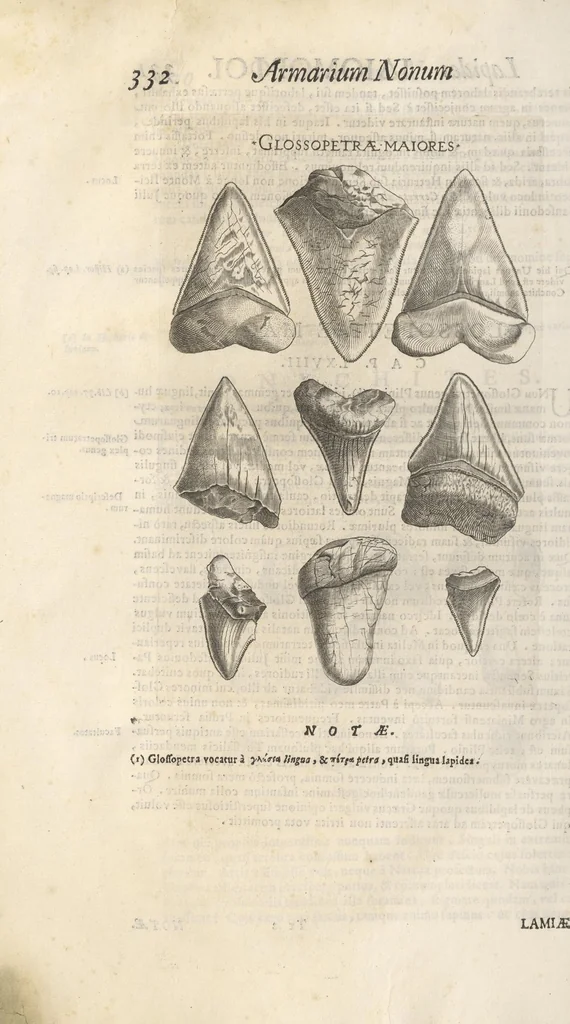 An illustration from Michaelis Mercati Samminiatensis Metallotheca: Opus Posthumum, Auctoritate, & Munificentiâ Clementis Undecimi Pontificis Maximi E' tenebris in lucem eductum; Opera autem, & studio Joannis Mariae Lancisii Archiatri Pontificii Illustratum. Cui Accessit Appendix Cum XIX. Recens Inventis Iconibus, 1719, leaf 410