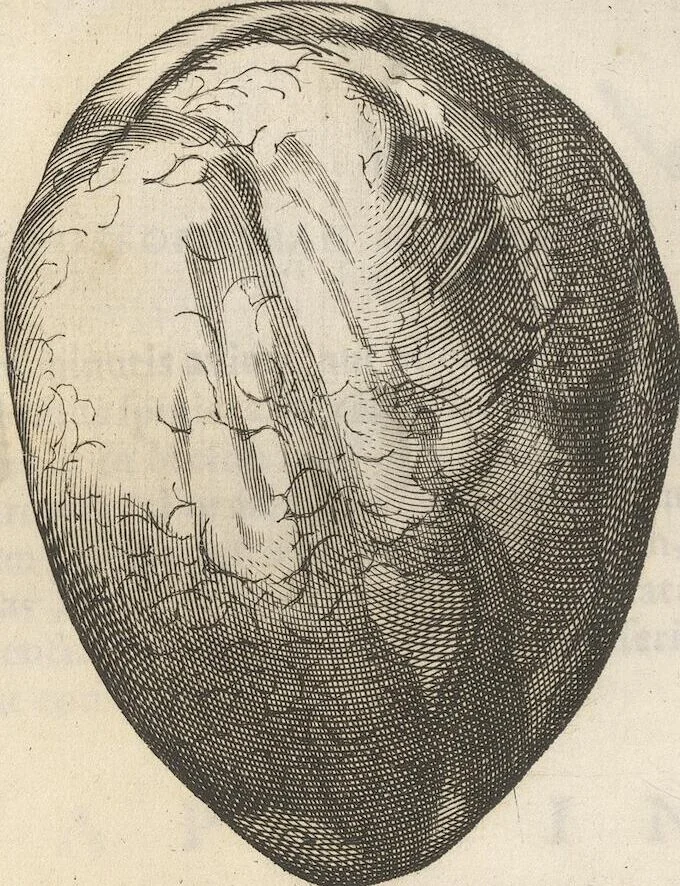 An illustration from Michaelis Mercati Samminiatensis Metallotheca: Opus Posthumum, Auctoritate, & Munificentiâ Clementis Undecimi Pontificis Maximi E' tenebris in lucem eductum; Opera autem, & studio Joannis Mariae Lancisii Archiatri Pontificii Illustratum. Cui Accessit Appendix Cum XIX. Recens Inventis Iconibus, 1719, leaf 416
