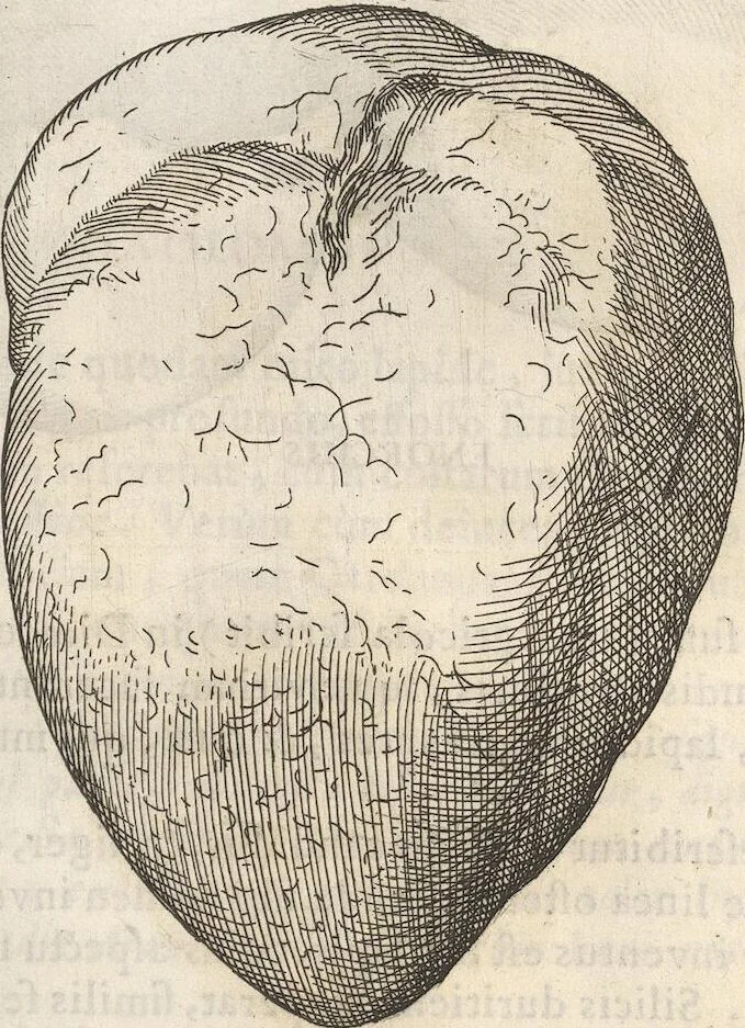 An illustration from Michaelis Mercati Samminiatensis Metallotheca: Opus Posthumum, Auctoritate, & Munificentiâ Clementis Undecimi Pontificis Maximi E' tenebris in lucem eductum; Opera autem, & studio Joannis Mariae Lancisii Archiatri Pontificii Illustratum. Cui Accessit Appendix Cum XIX. Recens Inventis Iconibus, 1719, leaf 417