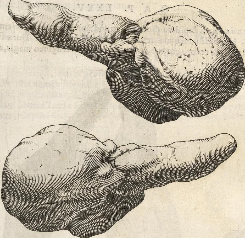An illustration from Michaelis Mercati Samminiatensis Metallotheca: Opus Posthumum, Auctoritate, & Munificentiâ Clementis Undecimi Pontificis Maximi E' tenebris in lucem eductum; Opera autem, & studio Joannis Mariae Lancisii Archiatri Pontificii Illustratum. Cui Accessit Appendix Cum XIX. Recens Inventis Iconibus, 1719, leaf 419