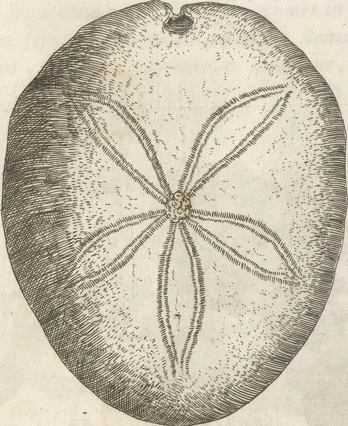 An illustration from Michaelis Mercati Samminiatensis Metallotheca: Opus Posthumum, Auctoritate, & Munificentiâ Clementis Undecimi Pontificis Maximi E' tenebris in lucem eductum; Opera autem, & studio Joannis Mariae Lancisii Archiatri Pontificii Illustratum. Cui Accessit Appendix Cum XIX. Recens Inventis Iconibus, 1719, leaf 452