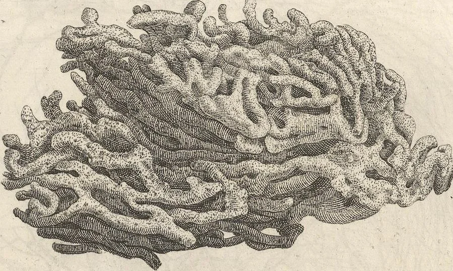 An illustration from Michaelis Mercati Samminiatensis Metallotheca: Opus Posthumum, Auctoritate, & Munificentiâ Clementis Undecimi Pontificis Maximi E' tenebris in lucem eductum; Opera autem, & studio Joannis Mariae Lancisii Archiatri Pontificii Illustratum. Cui Accessit Appendix Cum XIX. Recens Inventis Iconibus, 1719, leaf 485