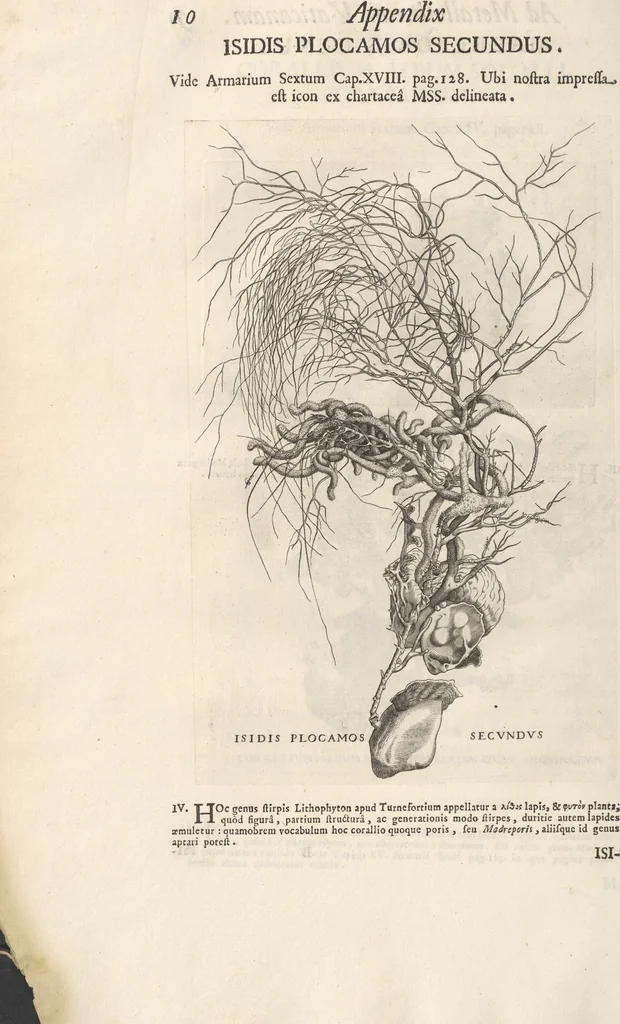 An illustration from Michaelis Mercati Samminiatensis Metallotheca: Opus Posthumum, Auctoritate, & Munificentiâ Clementis Undecimi Pontificis Maximi E' tenebris in lucem eductum; Opera autem, & studio Joannis Mariae Lancisii Archiatri Pontificii Illustratum. Cui Accessit Appendix Cum XIX. Recens Inventis Iconibus, 1719, leaf 486