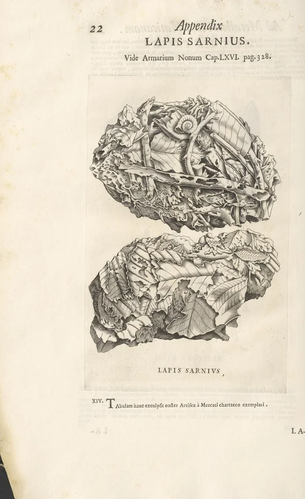 An illustration from Michaelis Mercati Samminiatensis Metallotheca: Opus Posthumum, Auctoritate, & Munificentiâ Clementis Undecimi Pontificis Maximi E' tenebris in lucem eductum; Opera autem, & studio Joannis Mariae Lancisii Archiatri Pontificii Illustratum. Cui Accessit Appendix Cum XIX. Recens Inventis Iconibus, 1719, leaf 498