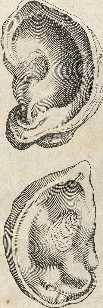 An illustration from Michaelis Mercati Samminiatensis Metallotheca: Opus Posthumum, Auctoritate, & Munificentiâ Clementis Undecimi Pontificis Maximi E' tenebris in lucem eductum; Opera autem, & studio Joannis Mariae Lancisii Archiatri Pontificii Illustratum. Cui Accessit Appendix Cum XIX. Recens Inventis Iconibus, 1719, leaf 499