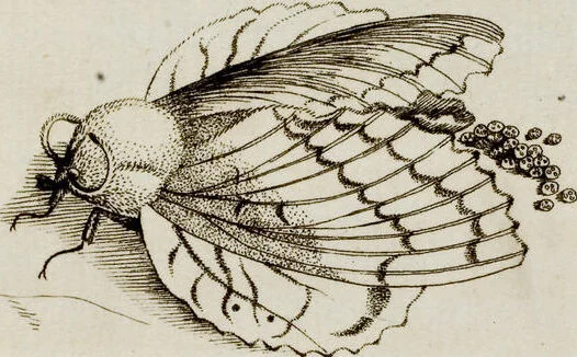 An illustration from (Band 1), 1679, leaf 101