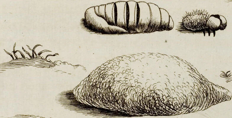 An illustration from (Band 1), 1679, leaf 101