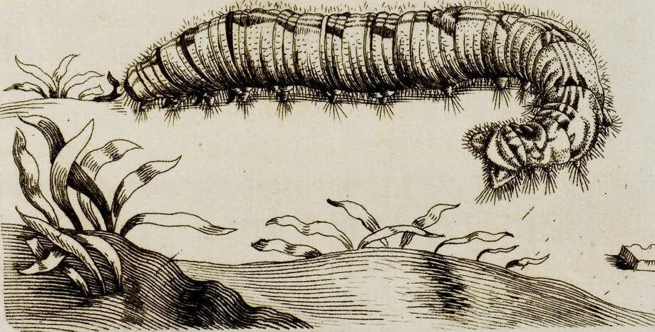 An illustration from (Band 1), 1679, leaf 101