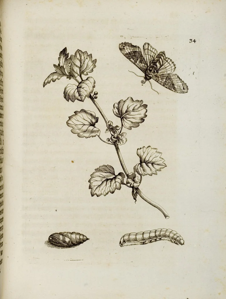 An illustration from (Band 1), 1679, leaf 107