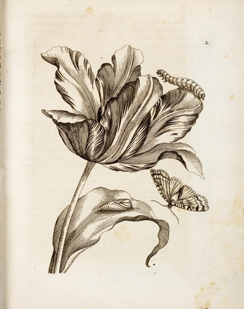 An illustration from (Band 1), 1679, leaf 11
