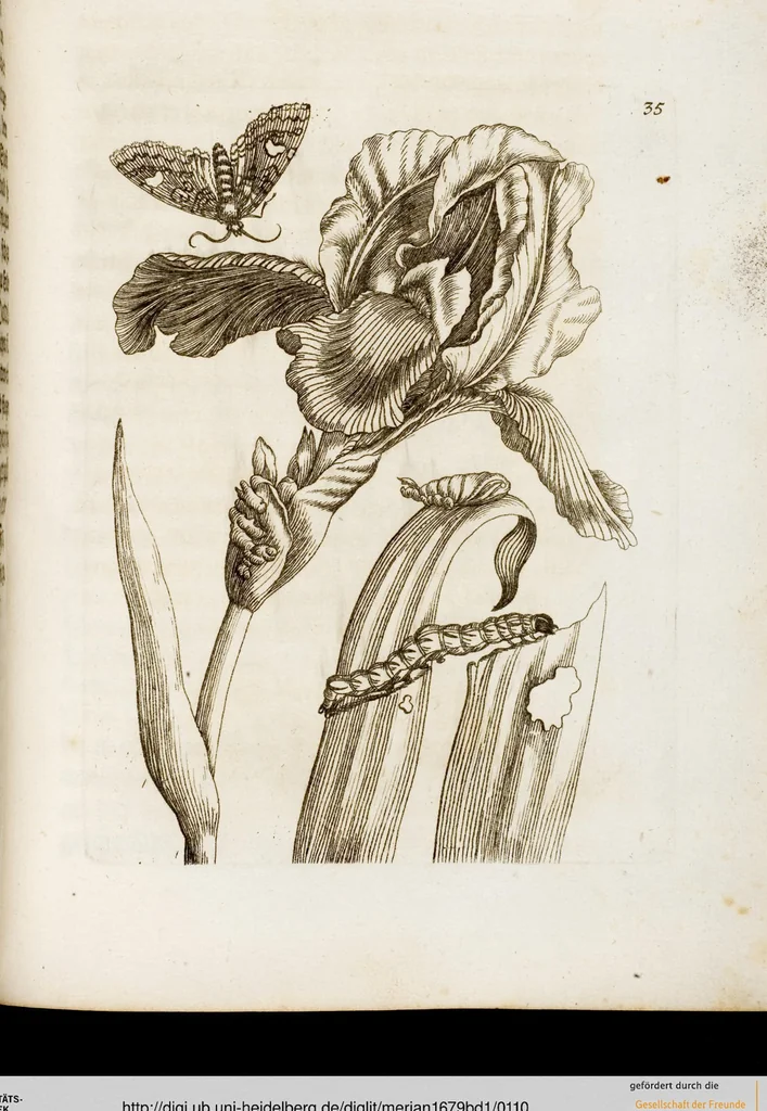 An illustration from (Band 1), 1679, leaf 110