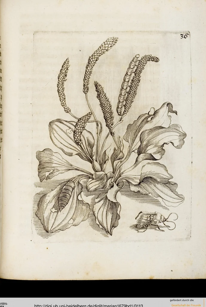 An illustration from (Band 1), 1679, leaf 113