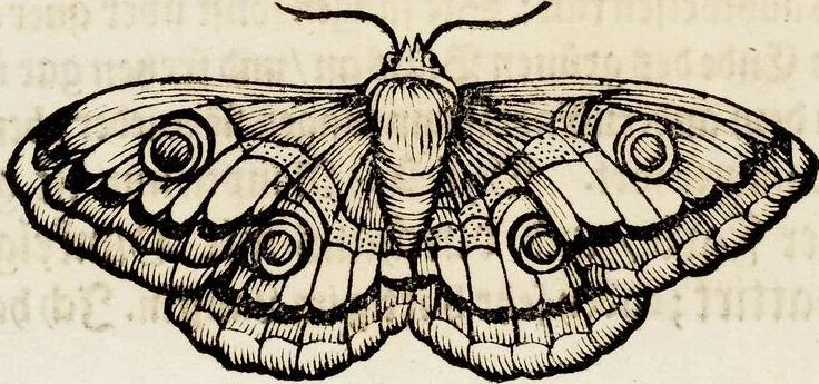 An illustration from (Band 1), 1679, leaf 115