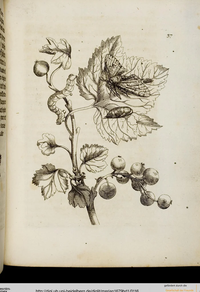 An illustration from (Band 1), 1679, leaf 116