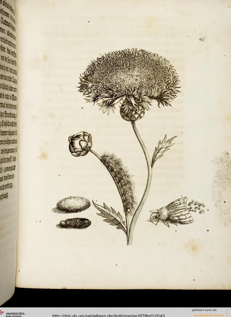 An illustration from (Band 1), 1679, leaf 143