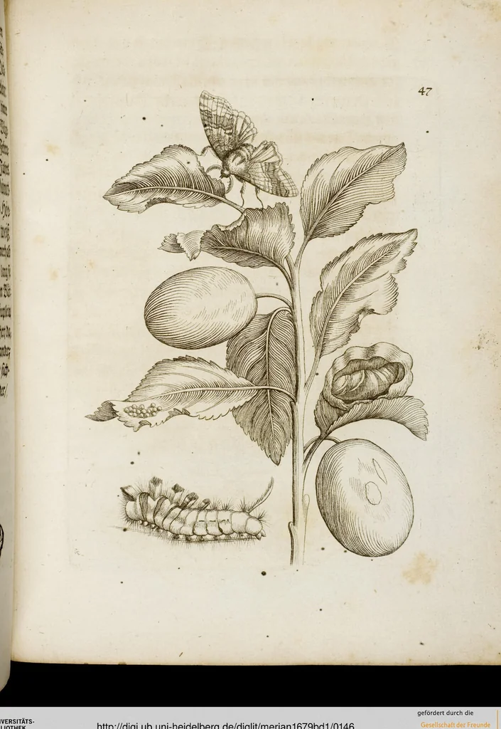 An illustration from (Band 1), 1679, leaf 146