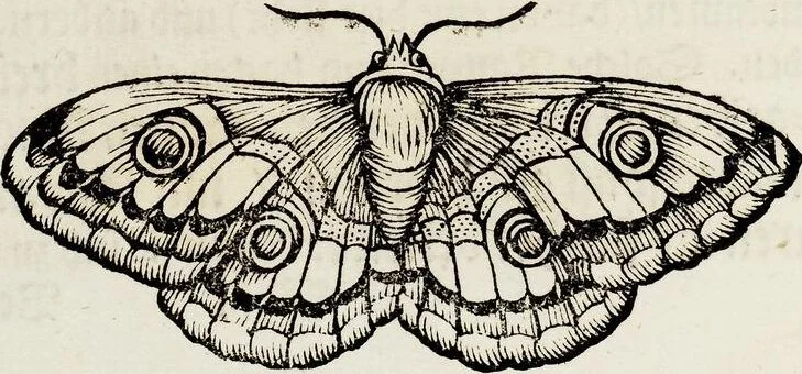 An illustration from (Band 1), 1679, leaf 148