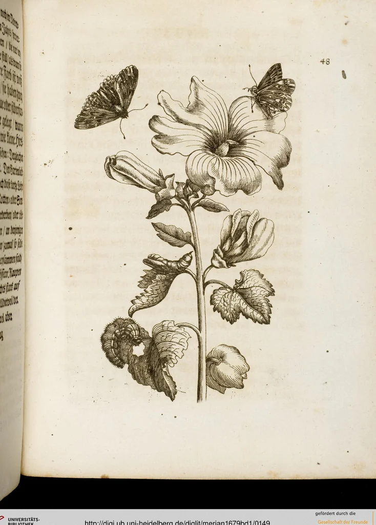 An illustration from (Band 1), 1679, leaf 149