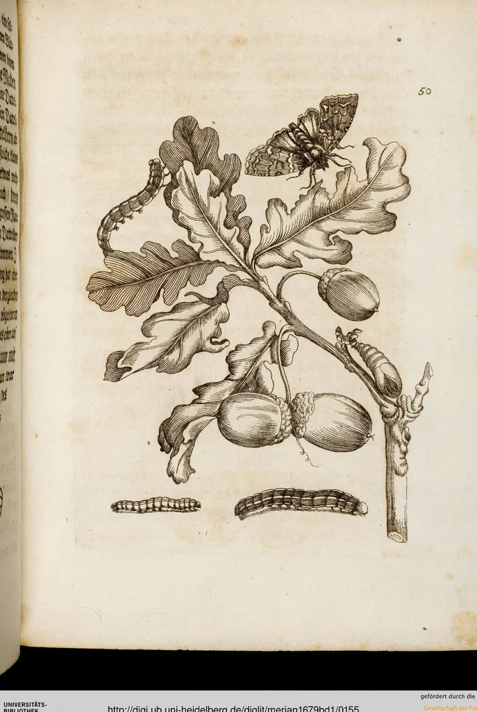 An illustration from (Band 1), 1679, leaf 155