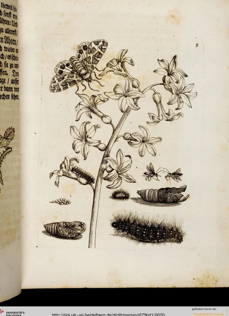 An illustration from (Band 1), 1679, leaf 20