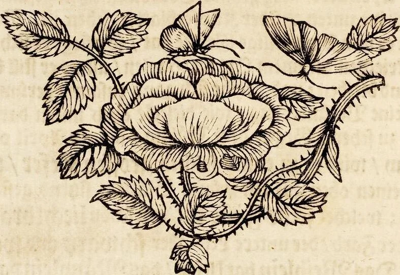 An illustration from (Band 1), 1679, leaf 22