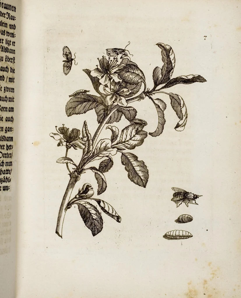 An illustration from (Band 1), 1679, leaf 26