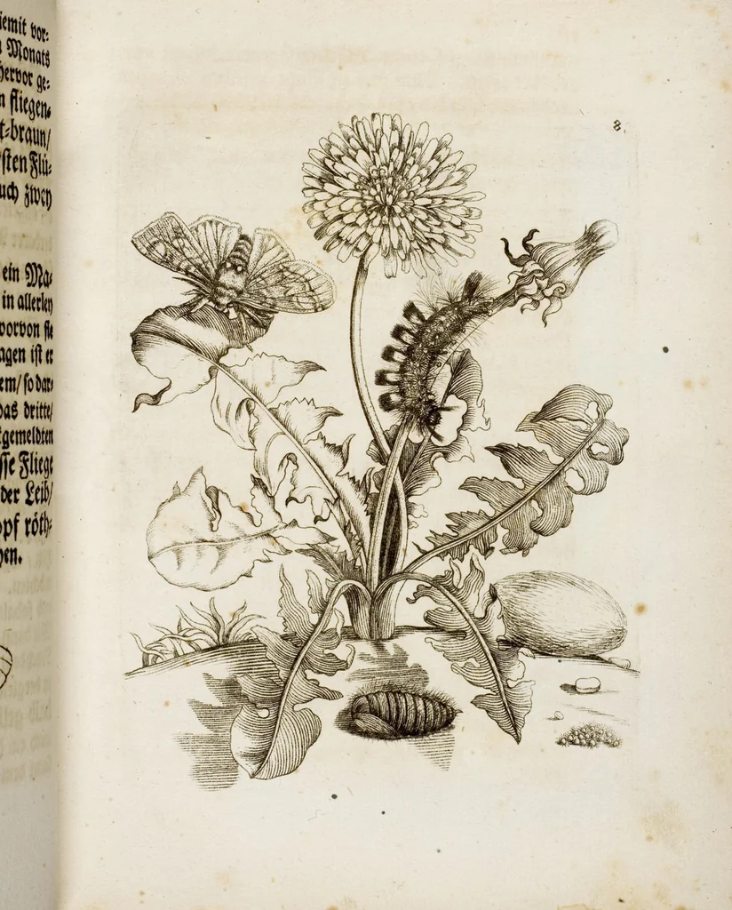 An illustration from (Band 1), 1679, leaf 29
