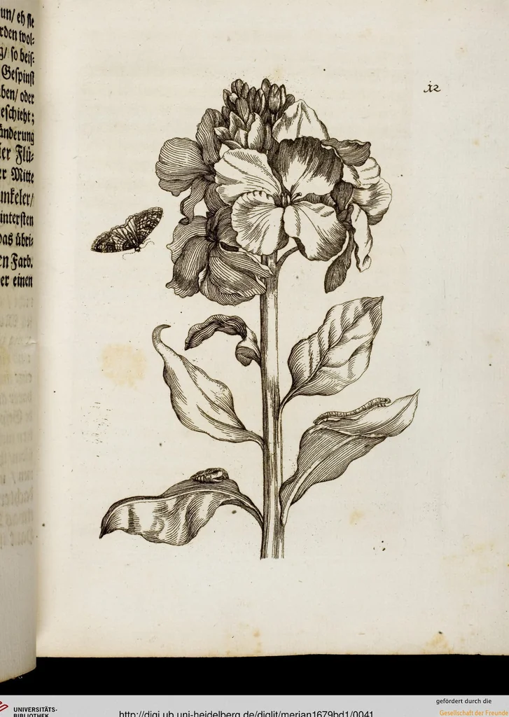 An illustration from (Band 1), 1679, leaf 41