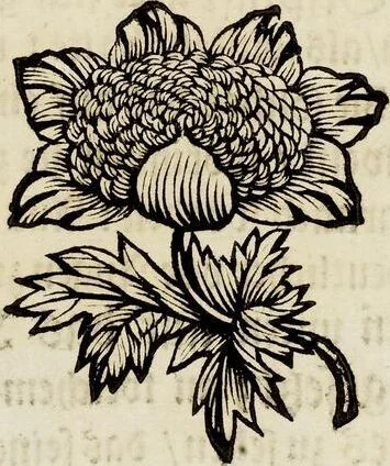An illustration from (Band 1), 1679, leaf 43