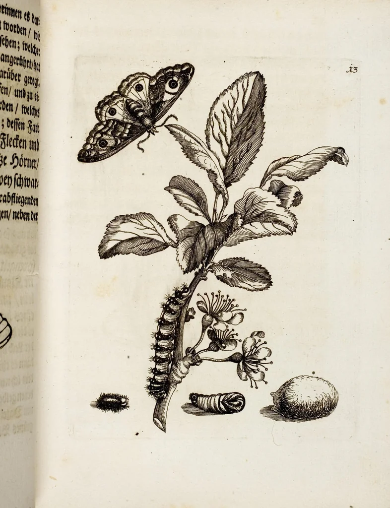 An illustration from (Band 1), 1679, leaf 44