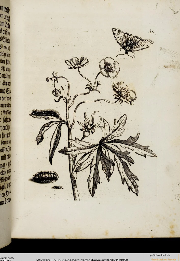 An illustration from (Band 1), 1679, leaf 50