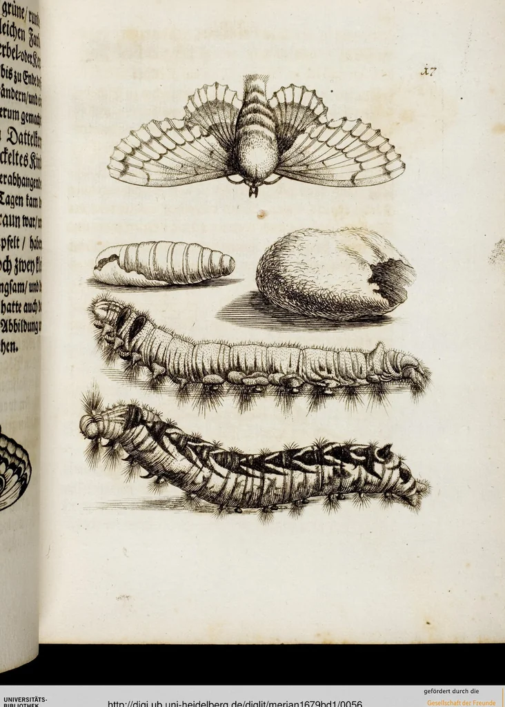 An illustration from (Band 1), 1679, leaf 56