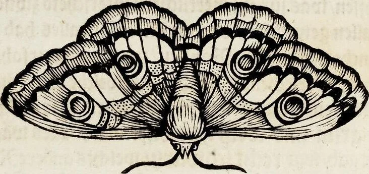 An illustration from (Band 1), 1679, leaf 58