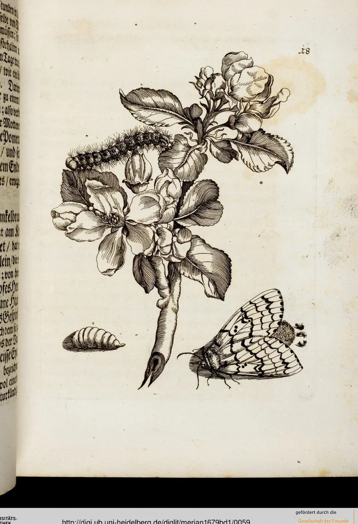 An illustration from (Band 1), 1679, leaf 59