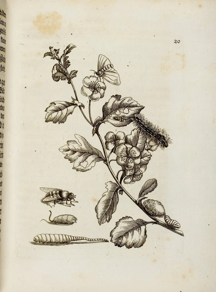 An illustration from (Band 1), 1679, leaf 65