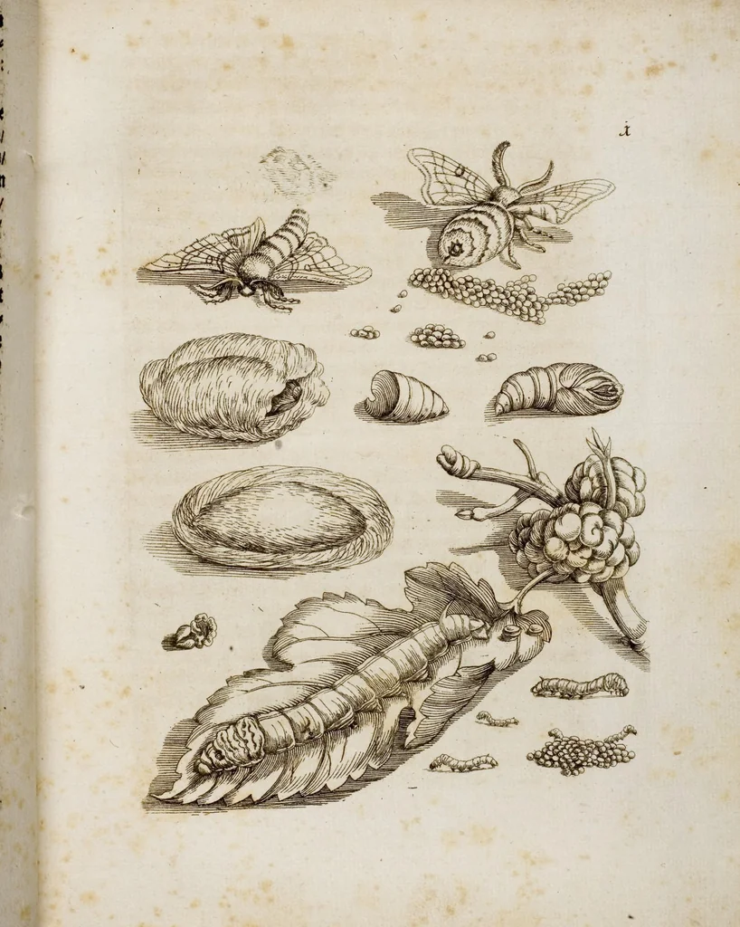 An illustration from (Band 1), 1679, leaf 8