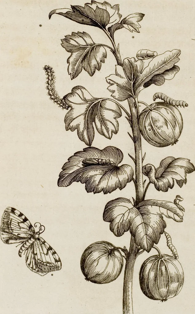 An illustration from (Band 1), 1679, leaf 80