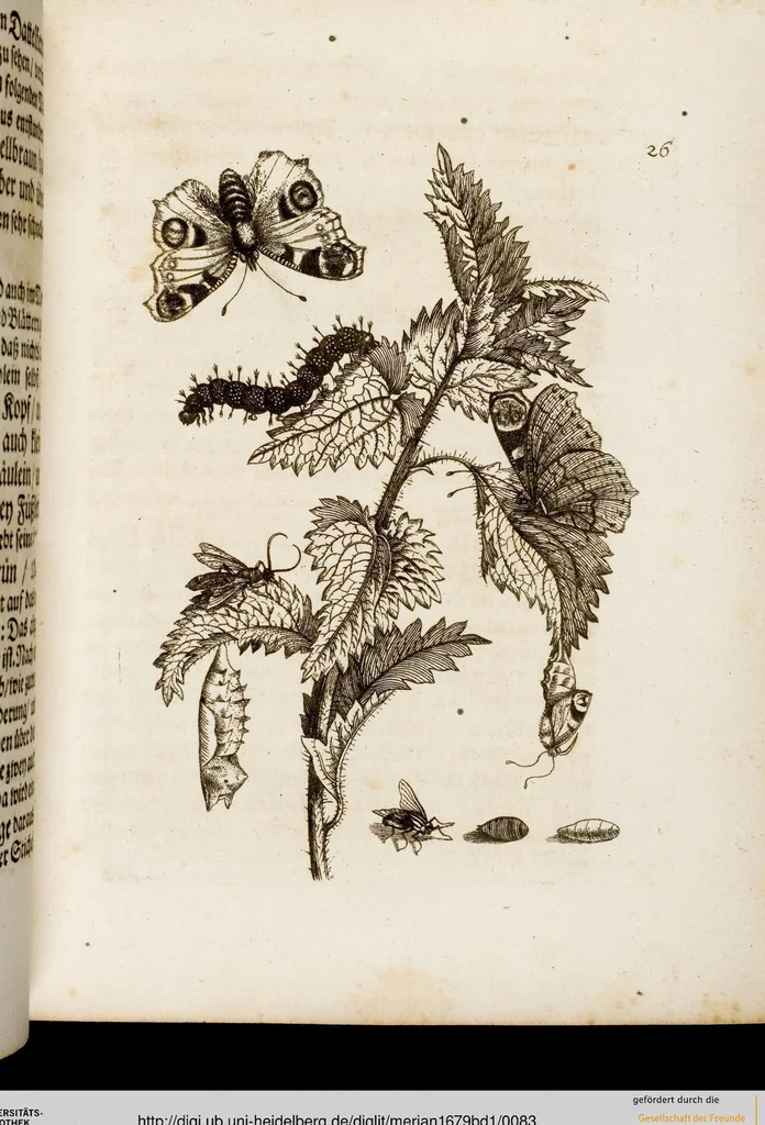 An illustration from (Band 1), 1679, leaf 83