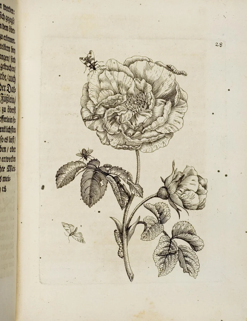 An illustration from (Band 1), 1679, leaf 89