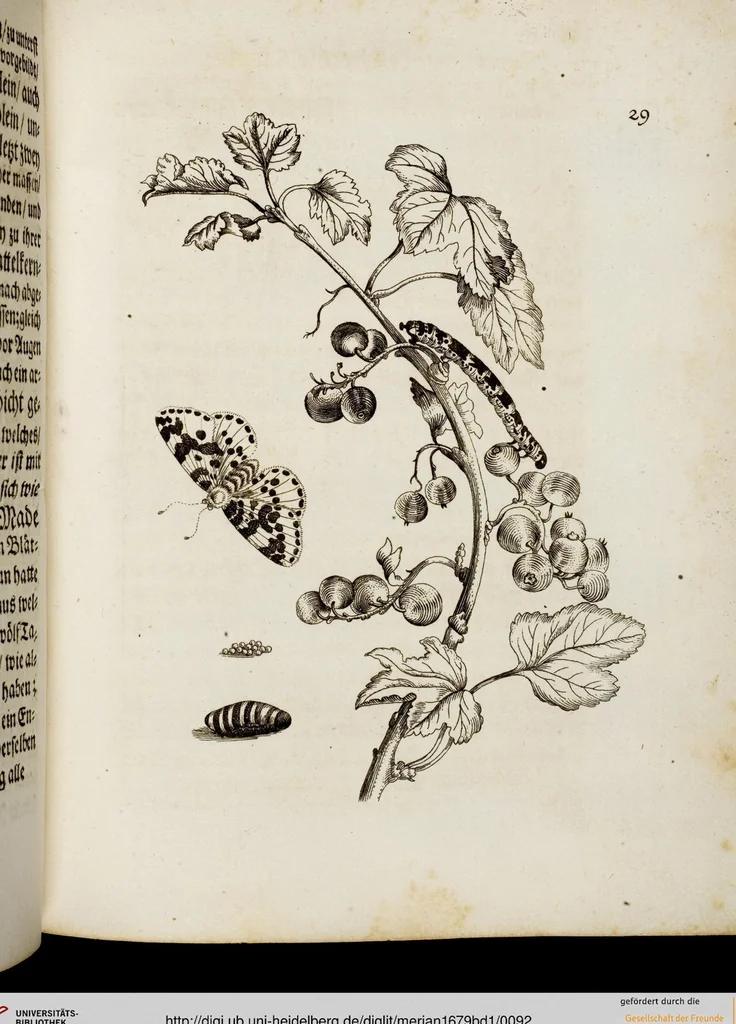 An illustration from (Band 1), 1679, leaf 92