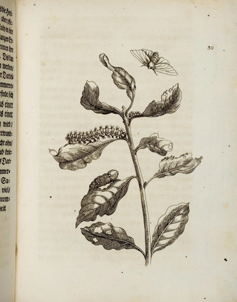 An illustration from (Band 1), 1679, leaf 95