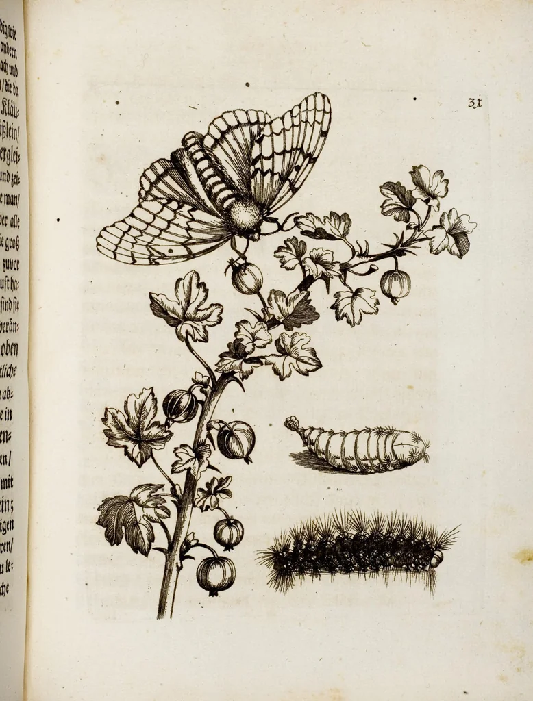 An illustration from (Band 1), 1679, leaf 98