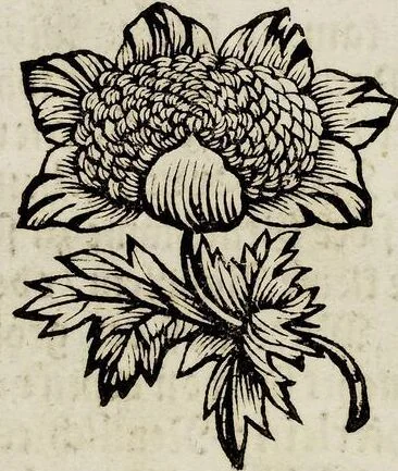 An illustration from (Band 2), 1683, leaf 101