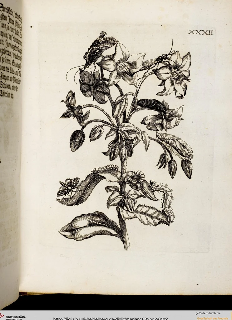 An illustration from (Band 2), 1683, leaf 102