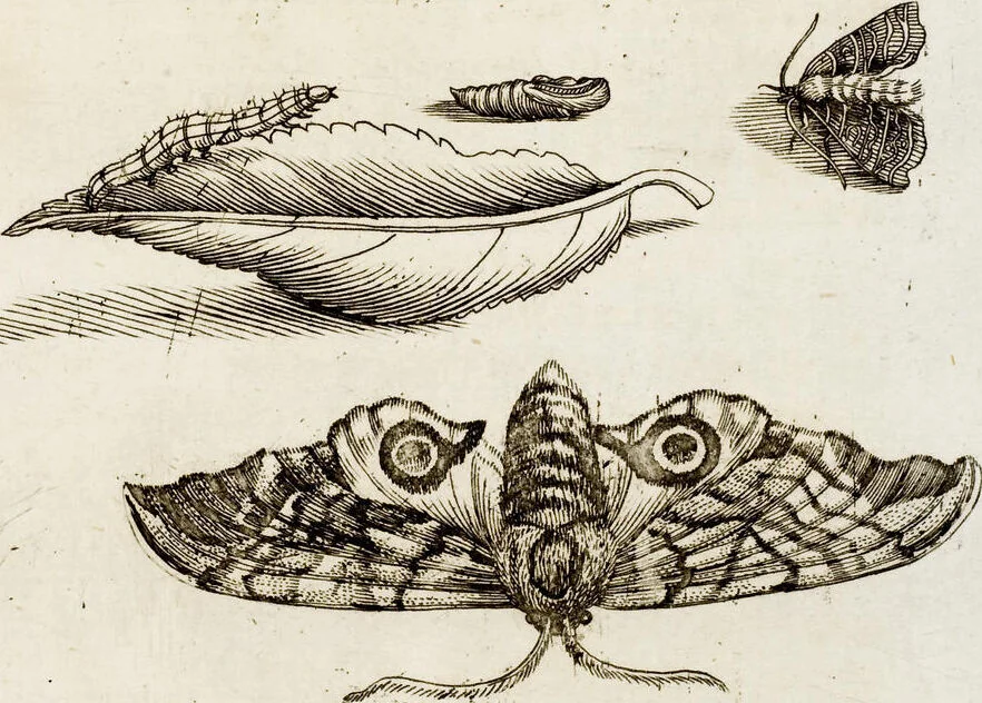 An illustration from (Band 2), 1683, leaf 117