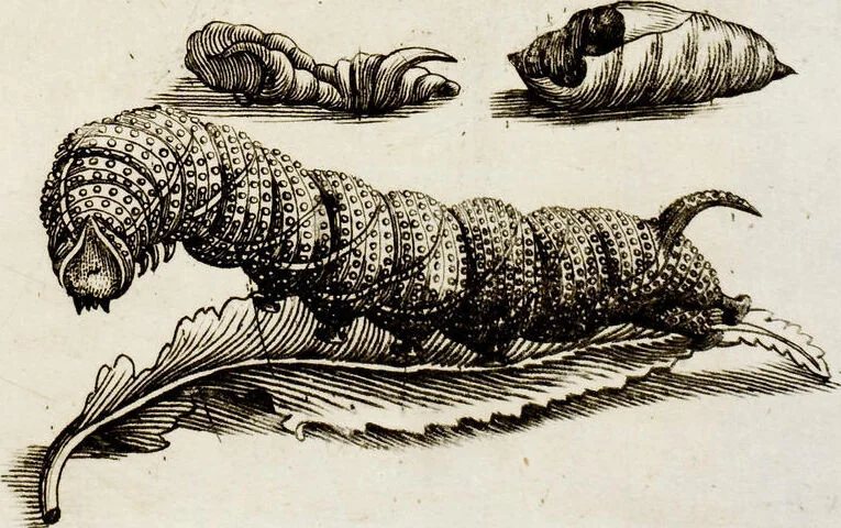 An illustration from (Band 2), 1683, leaf 117